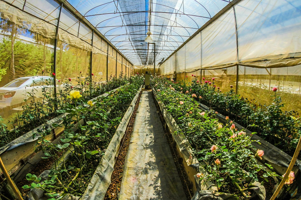 Reduced Pests and Diseases