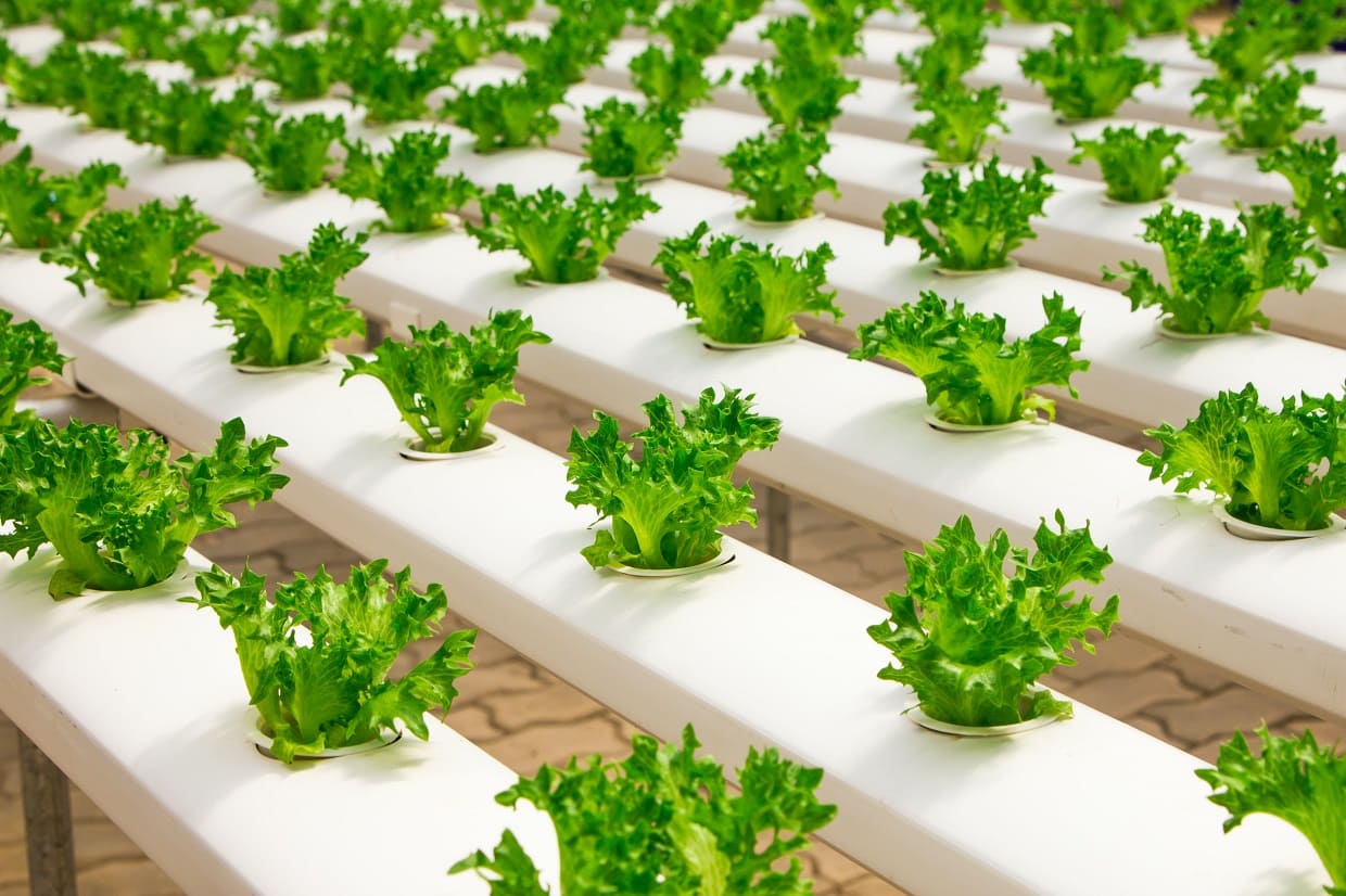 Multiple Crops per Year